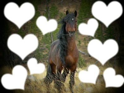 Horse <3 Photo frame effect
