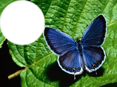 buterfly Montaje fotografico
