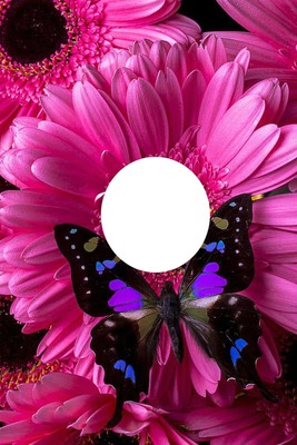 pretty butterfly an flower Photo frame effect