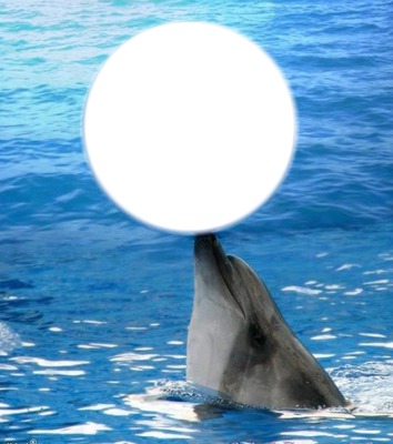 delfin y mar Fotomontaż