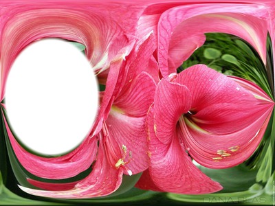 Amaryllis rose Photo frame effect
