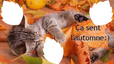 chat d'automne 3 photos Фотомонтажа