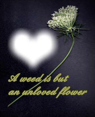 Quote : a weed is but an unloved flower Fotomontaż
