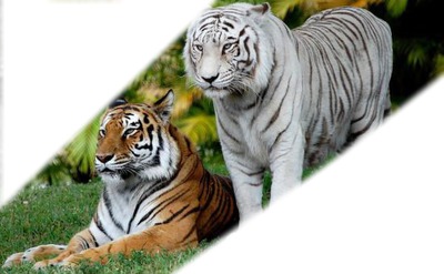 Tigre couple Montaje fotografico