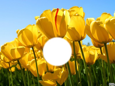 dans les tulipes Photomontage