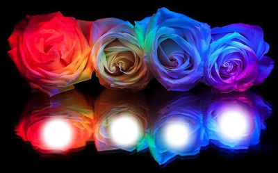 roses Montage photo