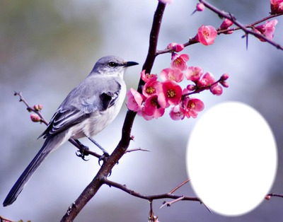 Oiseau sur branche en fleurs フォトモンタージュ