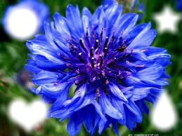 Fleur bleu Montage photo