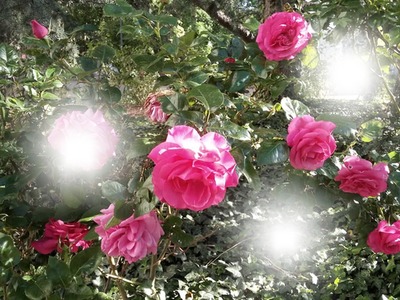 roses Fotomontaggio