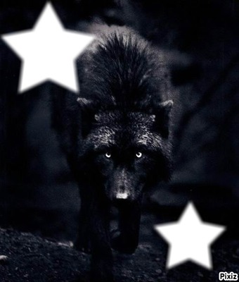 Loup noir Фотомонтажа