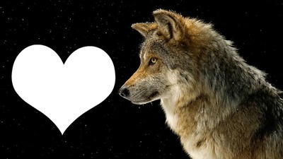 Wolf love 1 Montaje fotografico