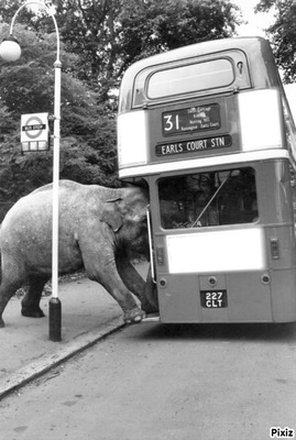 un elephant dans un bus