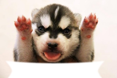 bébé husky 1 cadre フォトモンタージュ