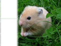 hamster Фотомонтажа