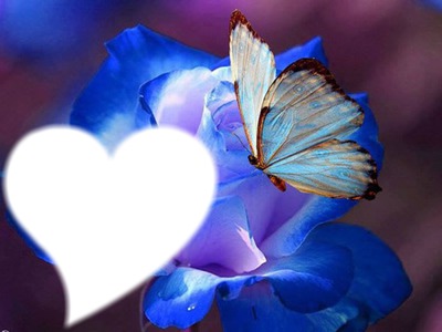Rosa Y Mariposa Azul Fotomontagem