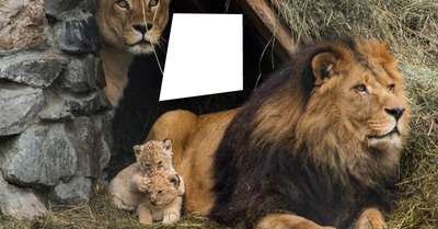 familia de leão Photo frame effect