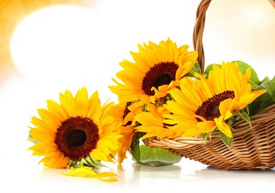 bouquet soleil** Photo frame effect