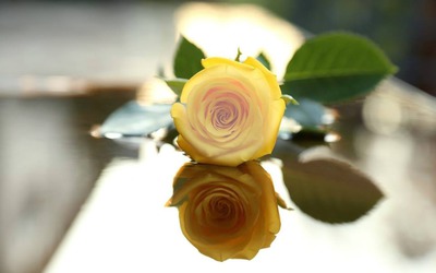 yellow rose Photo frame effect