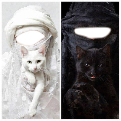 chat noir et blanc