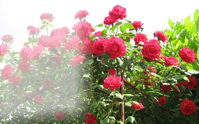 jardim de rosas Fotomontaż