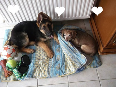 Mon chien Inouk <3 et ma chienne Fifi Fotomontáž