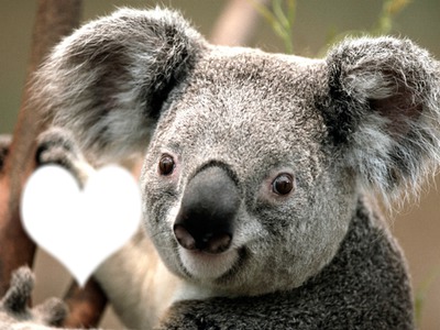 koala Montaje fotografico