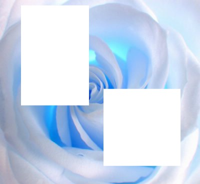 rose bleue Photo frame effect