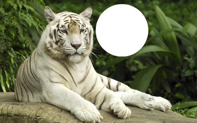 Бял Тигър Фотомонтажа