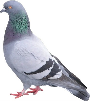 sa pigeon Fotomontage