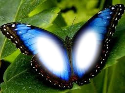 Butterfly Fotomontage
