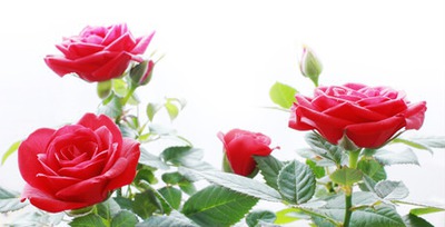 fiore rosso1 Fotomontasje