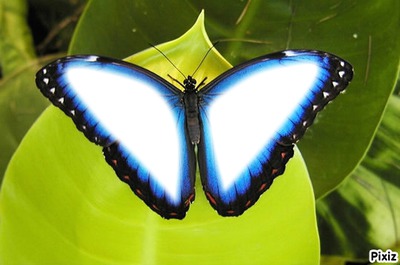 Floflo' Papillon' Fotoğraf editörü