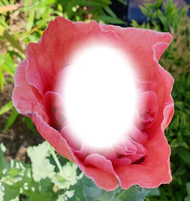 poppy Photo frame effect