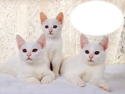 *Famille chatons* Fotomontáž