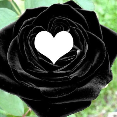 Rosa Negra Montaje fotografico