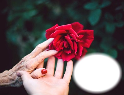 Mains-vieillir-rose rouge Photomontage