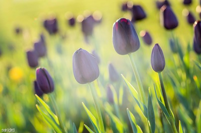 tulip Photo frame effect