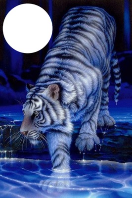 Tigre Blanc Fotomontagem