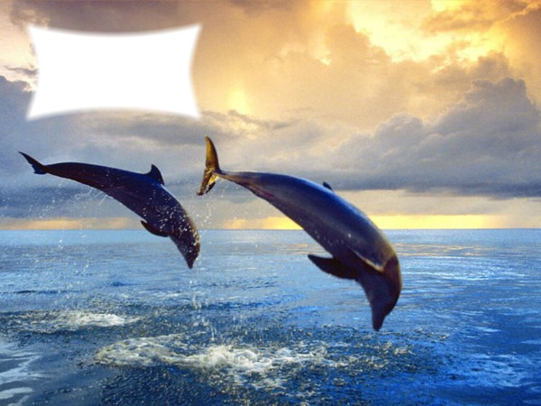 dauphins au coucher du soleil Montage photo