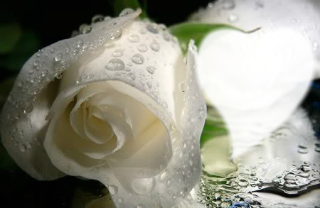 fehér rózsa Fotomontasje