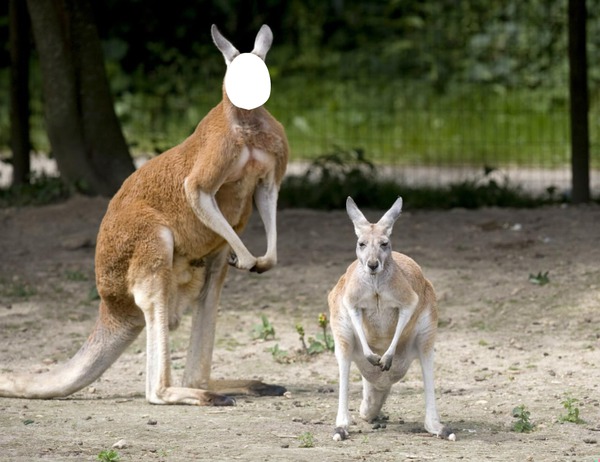le kangourou Montaje fotografico
