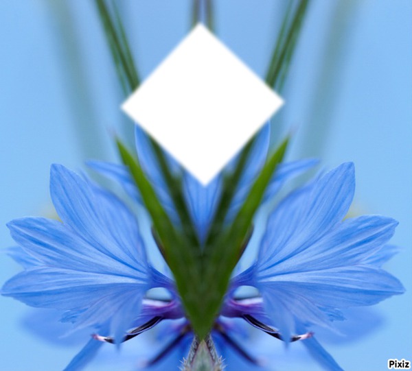 fleur d`azur Montaje fotografico