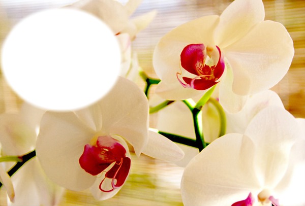 orchidée 4 Fotomontage