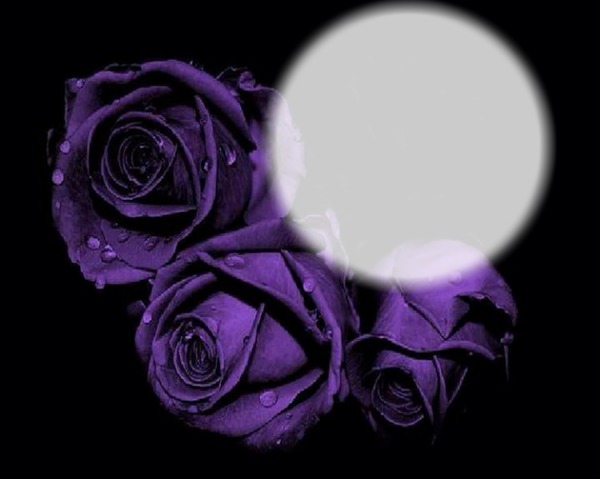 purple roses Фотомонтаж