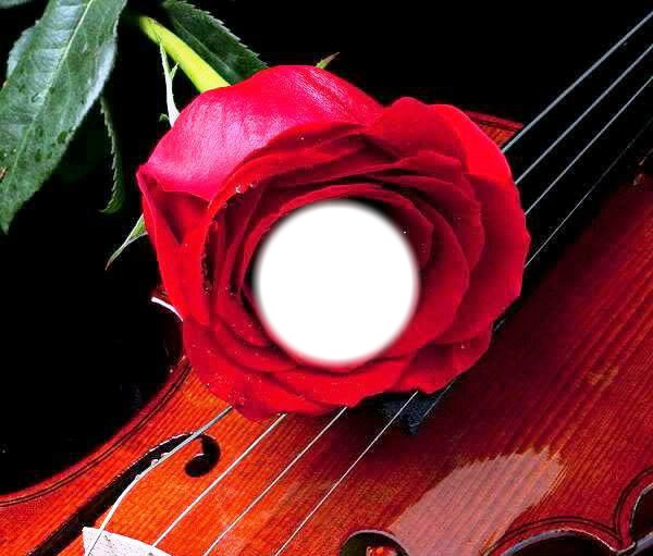 rose violon Montaje fotografico