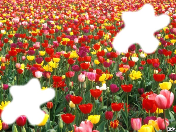 Champs de Tulipes Photomontage
