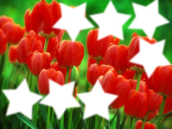 tulipe Fotomontasje