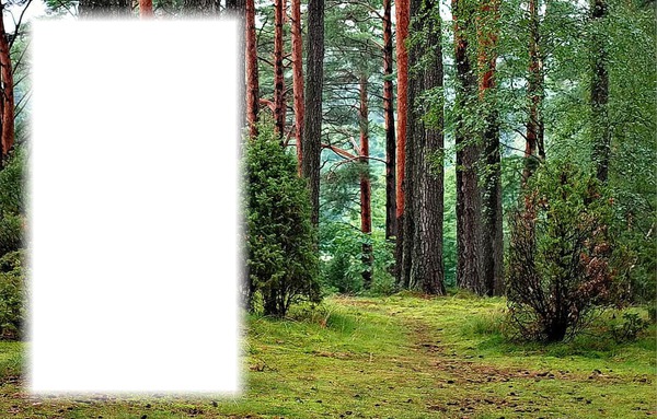 Erdő tájkép Fotómontázs