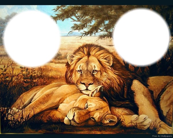 LION Montage photo