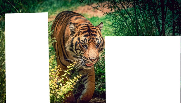 tigre Fotomontažas